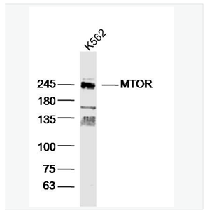 Anti-MTOR antibody-雷帕霉素靶蛋白抗体