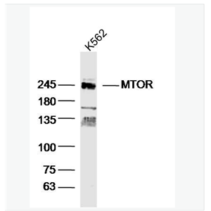 Anti-MTOR antibody-雷帕霉素靶蛋白抗体,MTOR