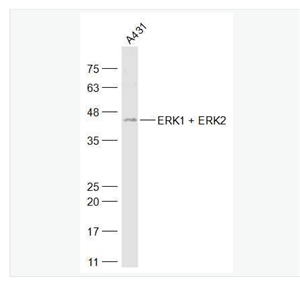 Anti-ERK1 + ERK2 antibody-丝裂原活化蛋白激酶1/2抗体