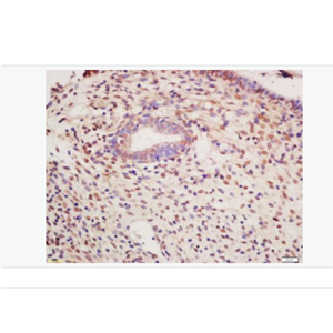 Anti-Phospho-PKM2 (Tyr105) antibody-磷酸化丙酮酸激酶M2抗体