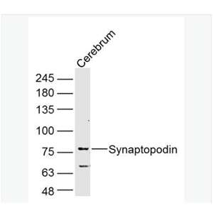 Anti-Synaptopodin antibody-突触足蛋白抗体