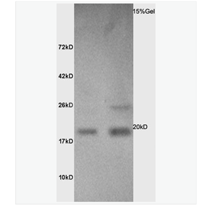 Anti-Calmodulin 1/2/3 antibody-钙调节素/钙调蛋白/钙调素抗体,Calmodulin 1/2/3