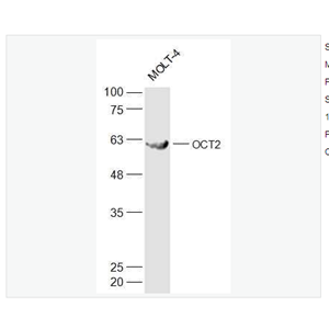 Anti-OCT2 antibody -胚胎干细胞关键蛋白2抗体