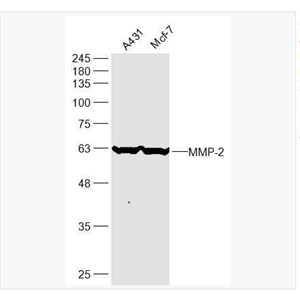 Anti-MMP-2 antibody -基质金属蛋白酶2抗体