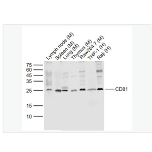 Anti-CD81  antibody -CD81抗体