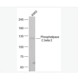 Anti-Phospholipase C beta 2  antibody -磷酯酶Cβ2抗体