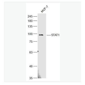 Anti-STAT1 antibody-信号转导与转录激活因子1抗体,STAT1