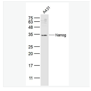 Anti-Nanog antibody-胚胎干细胞关键蛋白抗体