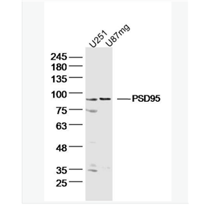 Anti-PSD95 antibody-突触后密度蛋白95抗体