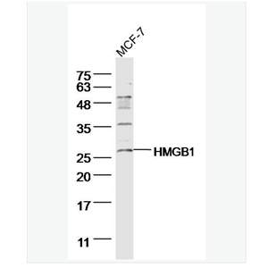 Anti-HMGB1 antibody - 高迁移率族蛋白B1抗体,HMGB1