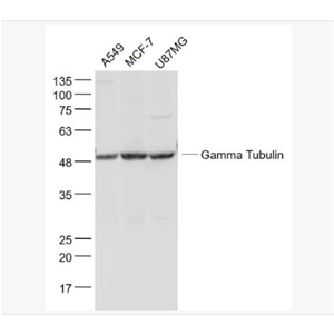 Anti-Gamma Tubulin antibody-微管蛋白γ單克隆抗體