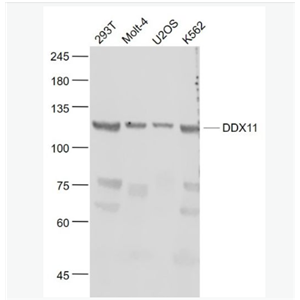 Anti-KRG2/DDX11 antibody-角质细胞生长因子调节蛋白2抗体