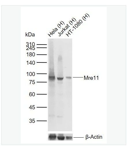 Anti-MRE11antibody-DNA损伤关键蛋白Mre11重组兔单克隆抗体,MRE11