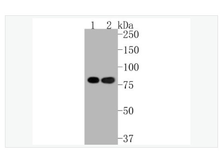 Anti-Ku80 antibody-DNA修复酶Ku-80重组兔单克隆抗体,Ku80