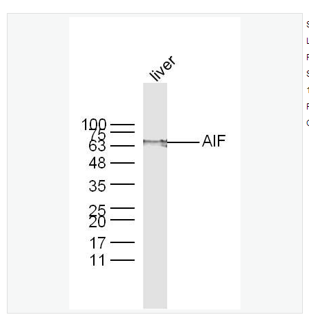 Anti-AIF  antibody-调亡诱导因子抗体,AIF