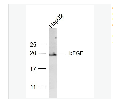 Anti-FGF2 antibody-堿性成纖維細(xì)胞生長因子/FGF2抗體,FGF2