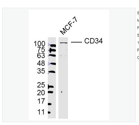 Anti-CD34  antibody-CD34抗体,CD34