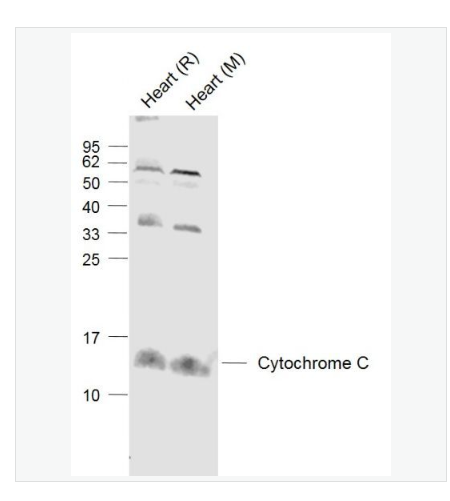 Anti-Cytochrome C  antibody-细胞色素C抗体,Cytochrome C