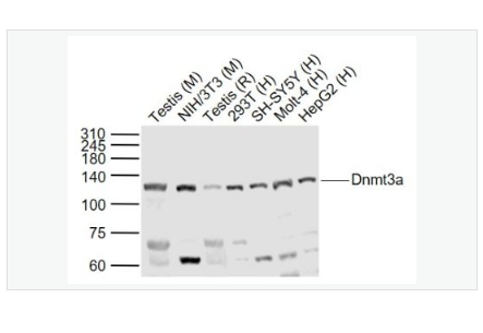 Anti-Dnmt3a antibody-DNA甲基转移酶-3α抗体,Dnmt3a