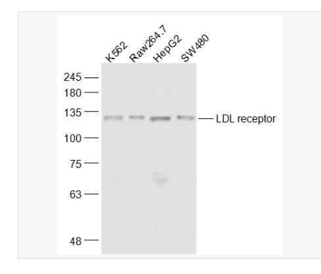 Anti-LDLR antibody-低密度脂蛋白受體抗體,LDLR