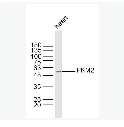 Anti-PKM2 antibody-丙酮酸激酶-M2抗體,PKM2