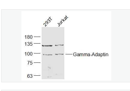 Anti-Gamma-Adaptin antibody-銜接蛋白γ/γ-Adaptin抗體,Gamma-Adaptin