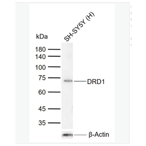 Anti-DRD1 antibody-多巴胺受体D1重组兔单克隆抗体,DRD1