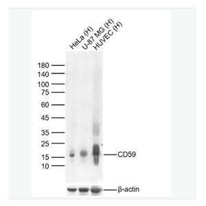 Anti-CD59antibody-CD59重组兔单克隆抗体