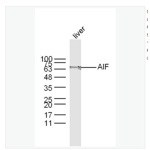 Anti-AIF  antibody-调亡诱导因子抗体