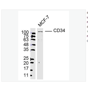 Anti-CD34  antibody-CD34抗体