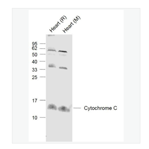 Anti-Cytochrome C  antibody-细胞色素C抗体