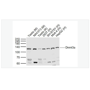 Anti-Dnmt3a antibody-DNA甲基转移酶-3α抗体