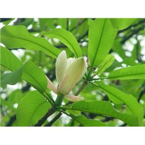厚朴提取物,Magnolia Bark Extract