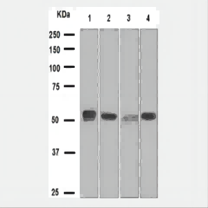 重组Anti-EGR2抗体[EPR4004] (ab108399)