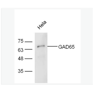 Anti-GAD65 antibody-谷氨酸脱羧酶-65抗体