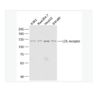 Anti-LDLR antibody-低密度脂蛋白受体抗体