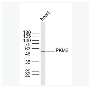 Anti-PKM2 antibody-丙酮酸激酶-M2抗体