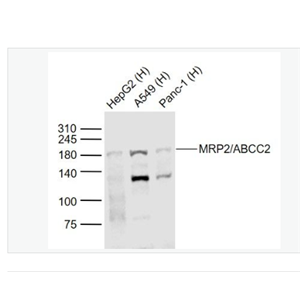 Anti-MRP2/ABCC2 antibody-多药耐药相关蛋白2抗体