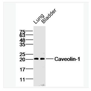 Anti-Caveolin-1 antibody-细胞质膜微囊蛋白-1抗体