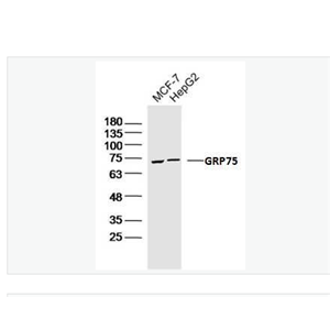 Anti-GRP75 antibody-G蛋白偶联受体75抗体,GRP75