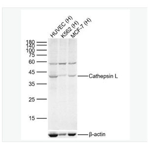 Anti-Cathepsin L antibody-组织蛋白酶L抗体