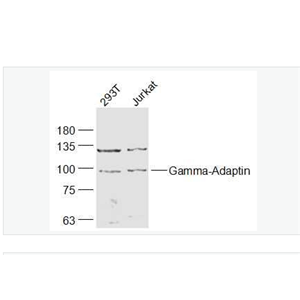 Anti-Gamma-Adaptin antibody-衔接蛋白γ/γ-Adaptin抗体