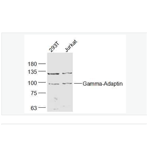 Anti-Gamma-Adaptin antibody-銜接蛋白γ/γ-Adaptin抗體,Gamma-Adaptin