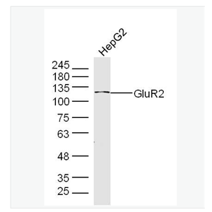 Anti-GLUR2 antibody-谷氨酸受体2抗体