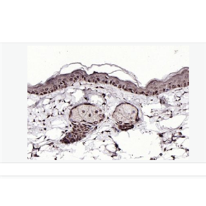 Anti-SPDEF antibody-上皮特异性ETs转录因子抗体,SPDEF