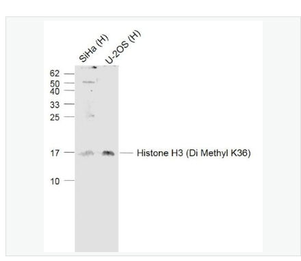 Anti-Histone H3 (Di Methyl K36) antibody-二甲基化組蛋白H3抗體,Histone H3 (Di Methyl K36)