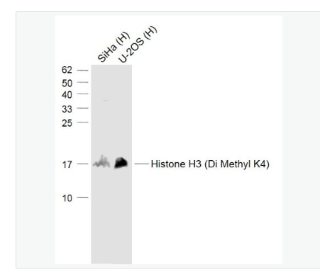 Anti-Histone H3 (Di Methyl K4) antibody-二甲基化组蛋白H3K4抗体,Histone H3 (Di Methyl K4)