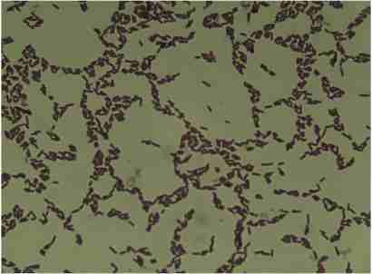 枯草芽孢桿菌基因編輯,Bacillus subtilis gene editing