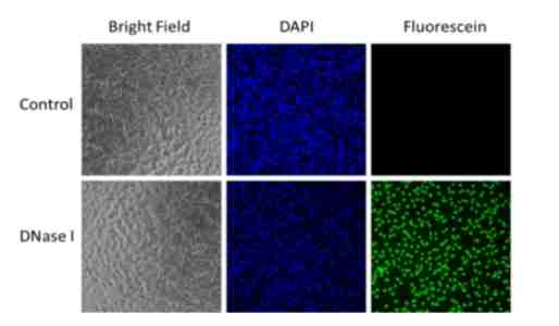 乳酸菌基因编辑,Lactic acid bacteria gene editing