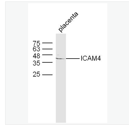 Anti-ICAM4 antibody-细胞间粘附分子4抗体,ICAM4